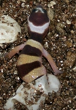 Leo hatching