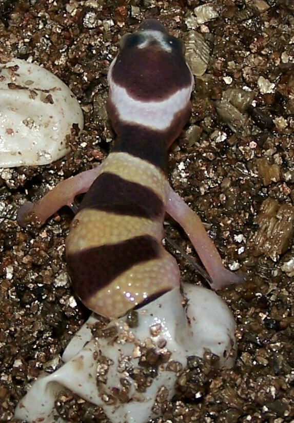Leo hatching