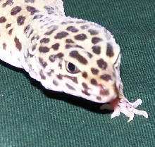 Sahara