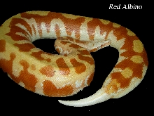 colorfull blood of sumatra