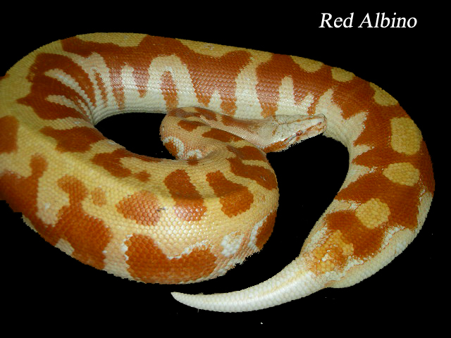 colorfull blood of sumatra