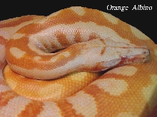 colorfull blood of sumatra