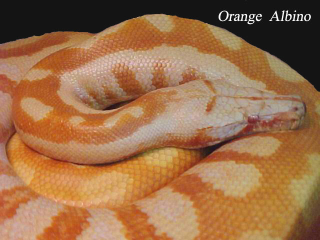 colorfull blood of sumatra