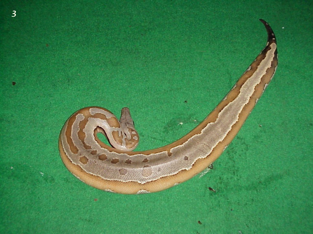 colorfull blood of sumatra