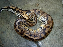 colorfull blood of sumatra
