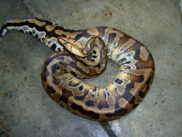 colorfull blood of sumatra