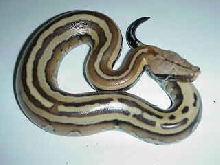 colorfull blood of sumatra