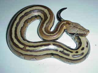 colorfull blood of sumatra