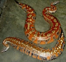 colorfull blood of sumatra