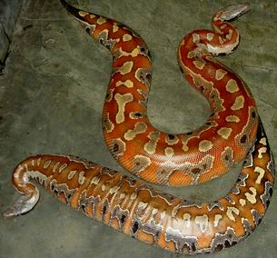 colorfull blood of sumatra
