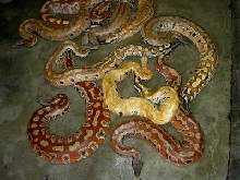 colorfull blood of sumatra