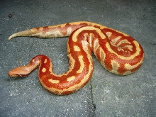 colorfull blood of sumatra