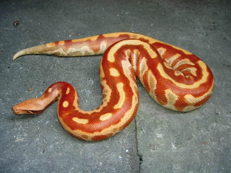 colorfull blood of sumatra