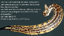 blood python