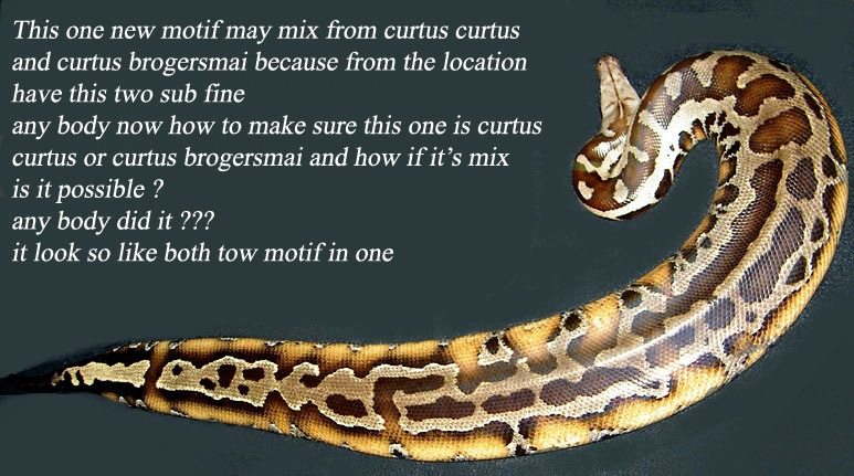 blood python