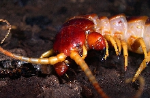 Scolopendra sp. "gigantea"