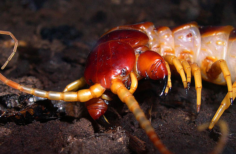 Scolopendra sp. "gigantea"