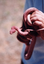Masticophis flagellum testaceus