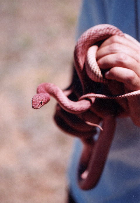 Masticophis flagellum testaceus