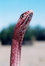 Masticophis flagellum testaceus