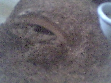 Close Up of the burrow