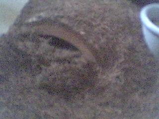 Close Up of the burrow