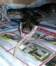 Mom just eating breakfast