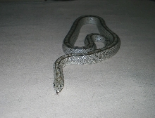 Rhinechis scalaris