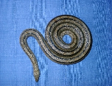 Rhinechis scalaris