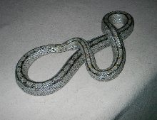 Rhinechis scalaris