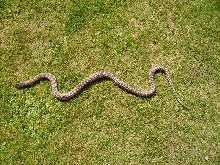 Elaphe sauromates