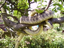 Elaphe sauromates
