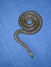 Rhinechis scalaris