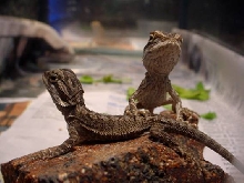My New baby Beardies