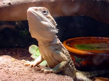 Yoji, (Rankins) Lawson's Dragon 10 months 11cm (Head to Bum)