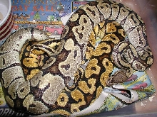 Male ghost copulating with bell line pastel