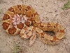 Adult Hypo Ht Sunglow / EBV HYPO
