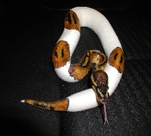 Brian's Male Pied