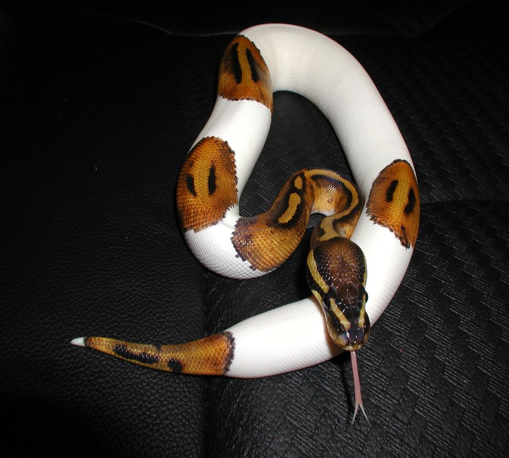 Brian's Male Pied