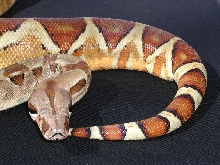 Hypo Het For Albino