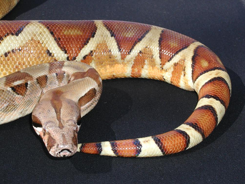 Hypo Het For Albino