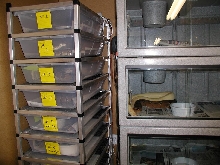 Vision rack for my large female ball pythons