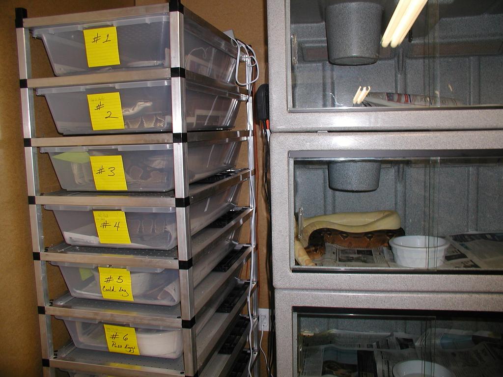 Vision rack for my large female ball pythons
