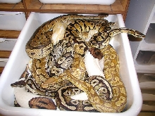 Bucket of morphs
