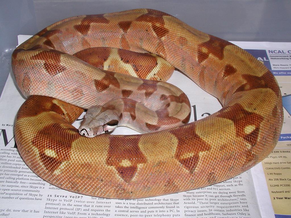 2005 Male EBV Red Group Hypo