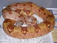 EBV HYPO