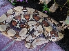 Pastel Boa From Boa that Died