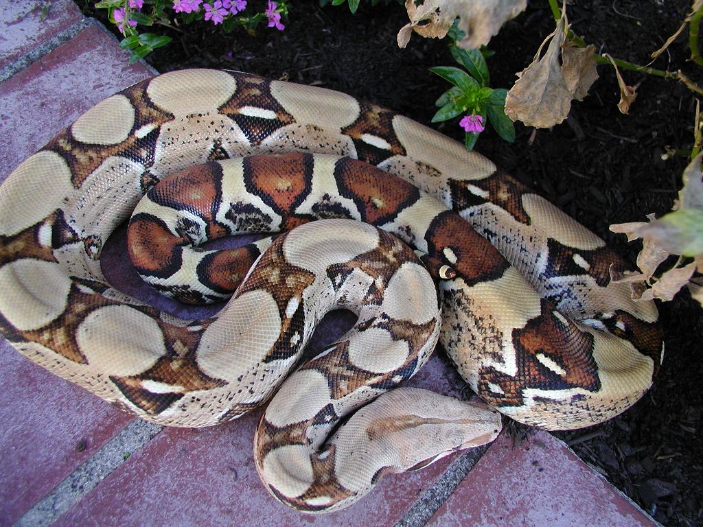 Pastel Boa From Boa that Died
