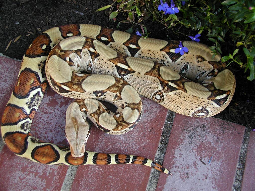 Female Silvera's #1 Daughter