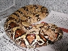 The Queen Boa